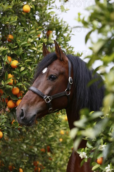 Andalusian, Andalusian horse, Antequera, Andalusia, Spain, Europe