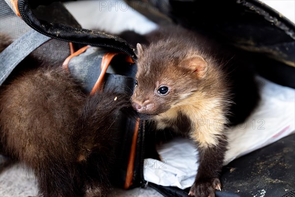 Beech marten (Martes foina), practical animal welfare, two young animals leave transport box in a wildlife rescue centre, North Rhine-Westphalia, Germany, Europe