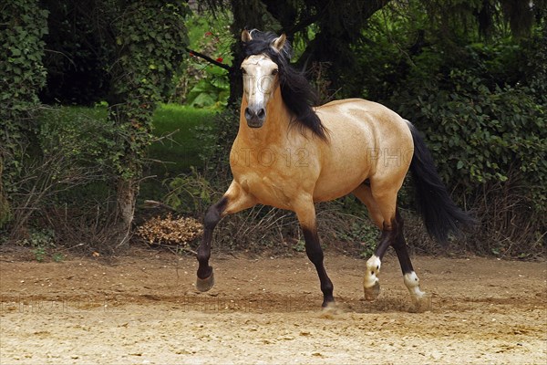 Andalusian, Andalusian horse, Spaniard