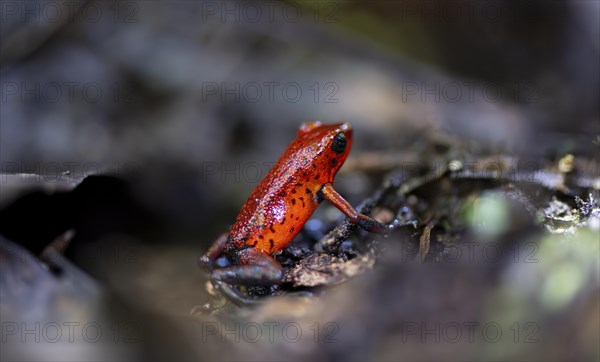 Strawberry poison-dart frog (Dendrobates pumilio), Tortuguero National Park, Costa Rica, Central America