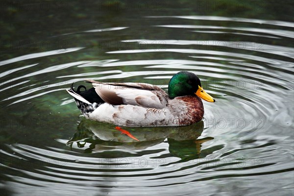 Mallard (Anas platyrhynchos), swimming drake, mountain lake in Lombardy, Italy, Europe