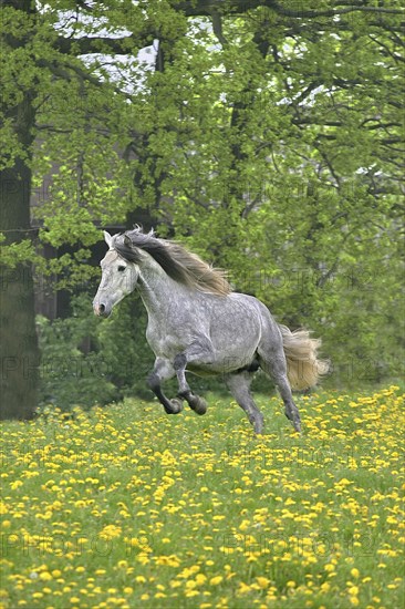 Andalusian, Andalusian horse, Spaniard