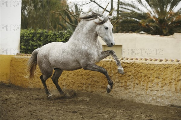 Andalusian, Andalusian horse, Antequera, Andalusia, Spain, Europe