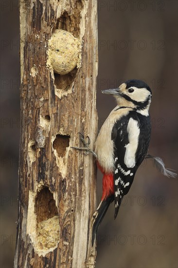 Great spotted woodpecker (Dendrocopos major) female at the winter feeding site, Allgaeu, Bavaria, Germany, Europe