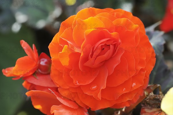 Tuberous begonia (Begonia x tuberhybrida), flower, ornamental plant, North Rhine-Westphalia, Germany, Europe