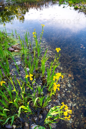 Yellow iris (Iris pseudacorus), by a pond in a natural garden, practical nature conservation, biotope for insects, amphibians and birds, swimming pond with near-natural water edge design, Germany, Europe