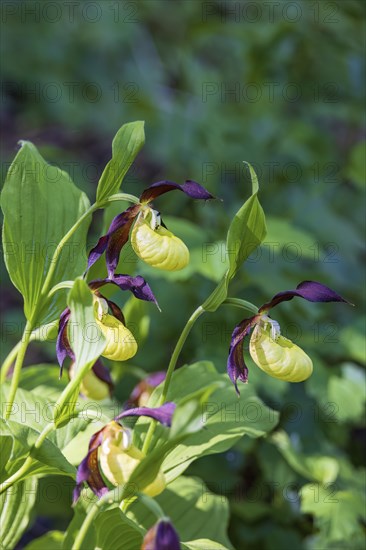 Lady's-slipper orchid (Cypripedium calceolus) in bloom in the summer