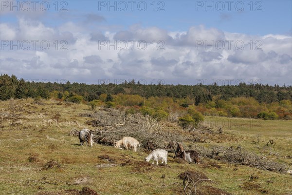 A flock of sheep grazing in a wide pasture, a forest in the background under a cloudy sky, grazing goats in a heath landscape in springtime