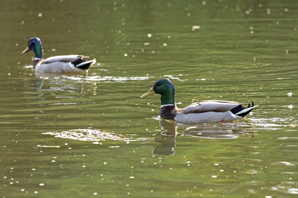 Mallards, drake, pond, Boizenburg, Mecklenburg-Western Pomerania, Germany, Europe