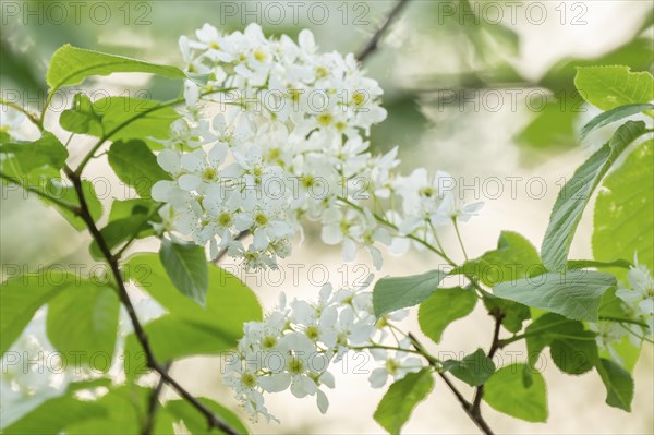 European Bird Cherry (Prunus padus), flowers and leaves, Lower Saxony, Germany, Europe