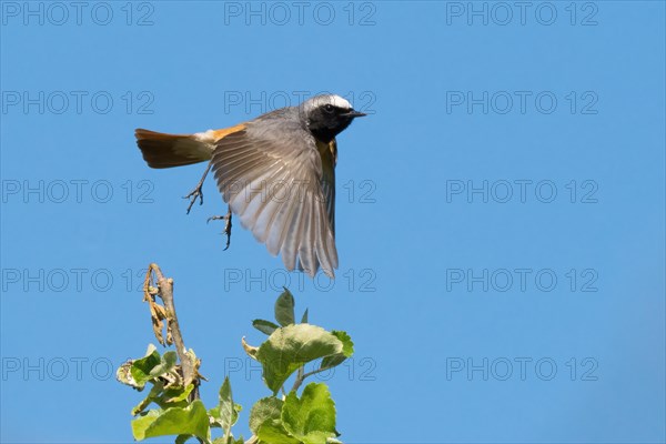 A redstart (Phoenicurus phoenicurus), male, in flight with dynamic movements of its wings against a blue background, Hesse, Germany, Europe