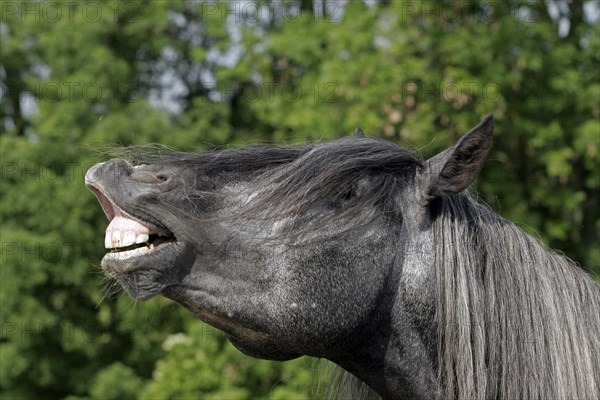 Andalusian, Andalusian horse, fleeing