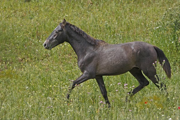 Andalusian, Andalusian horse, Antequerra, Andalusia, Spain, foal, flower meadow, Europe