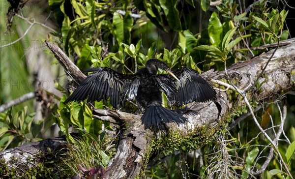 Anhinga (Anhinga anhinga) with outstretched wings, sitting on a branch and drying its feathers, Tortuguero National Park, Costa Rica, Central America