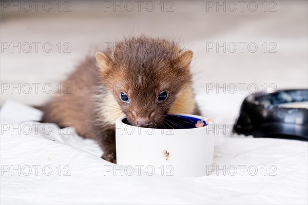 Beech marten (Martes foina), practical animal welfare, young animal eats from food bowl in a wildlife rescue centre, North Rhine-Westphalia, Germany, Europe