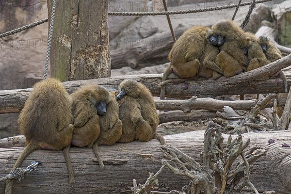 Family groups of Guinea baboons, also known as sphinx baboons or guinea baboon (Papio papio), Nuremberg Zoo, Middle Franconia, Bavaria, Germany, Europe