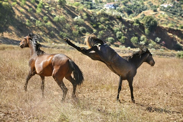 Andalusian, Andalusian horse, Antequerra, Andalusia, Spain, Europe