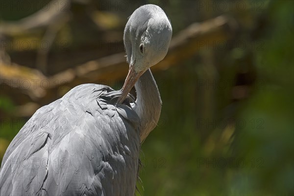 Preening paradise crane (Anthropoides paradisea), Nuremberg Zoo, Middle Franconia, Bavaria, Germany, Europe