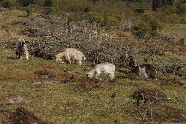 A group of sheep grazing in a pasture surrounded by trees and a wide landscape, grazing goats in a heath landscape in spring