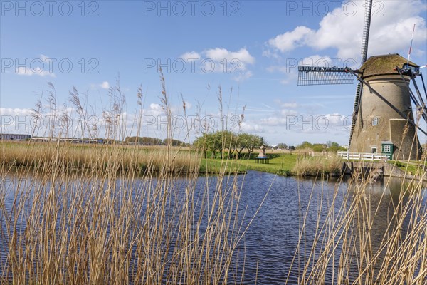 A windmill next to a body of water, surrounded by reeds under a sunny blue sky, many historic windmills by a river in the middle of fields, Kinderdijk, Netherlands