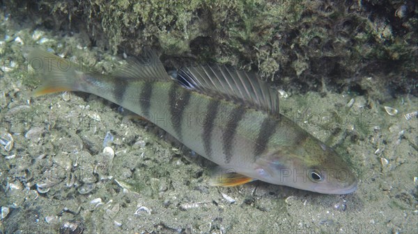 A striped fish, river european perch (Perca fluviatilis), hiding under a rocky outcrop. Dive site Grosser Parkplatz, Herrliberg, Lake Zurich, Canton Zurich, Switzerland, Europe