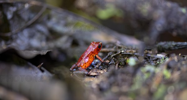 Strawberry poison-dart frog (Dendrobates pumilio), Tortuguero National Park, Costa Rica, Central America