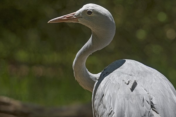 Paradise Crane (Anthropoides paradisea), Nuremberg Zoo, Middle Franconia, Bavaria, Germany, Europe