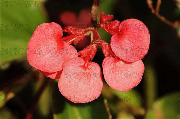 Dragon Wing begonias (Begonia), flowers, ornamental plant, North Rhine-Westphalia, Germany, Europe