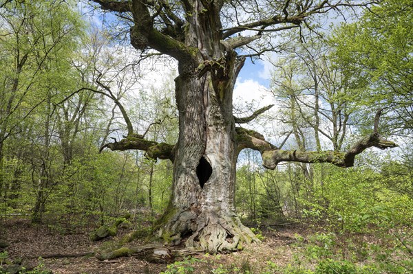 Old hut oak, pedunculate oak (Quercus robur), fireplace oak, Sababurg primeval forest, Hesse, Germany, Europe