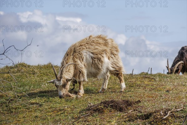 A sheep grazes on a green meadow while clouds pass by in the sky, grazing goats in a heath landscape in springtime