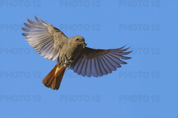 A black redstart (Phoenicurus ochruros), female, in flight with outstretched wings against a clear blue sky, carrying insects in her beak Hesse, Germany, Europe