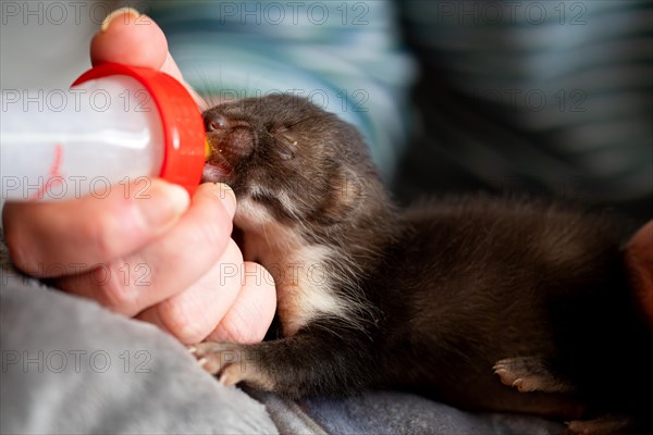 Beech marten (Martes foina), practical animal welfare, young animal receives milk with a bottle in a wildlife rescue centre, North Rhine-Westphalia, Germany, Europe