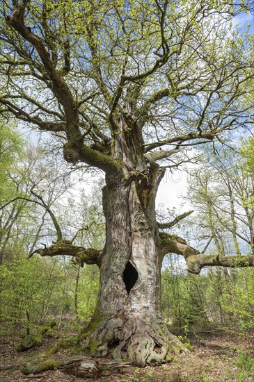 Old hut oak, pedunculate oak (Quercus robur), fireplace oak, Sababurg primeval forest, Hesse, Germany, Europe