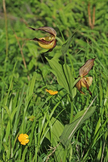 Yellow lady's slipper orchid (Cypripedium calceolus)