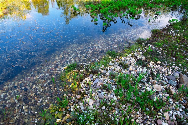 Pond in a natural garden, practical nature conservation, biotope for insects, amphibians and birds, swimming pond with shallow water zone, Germany, Europe