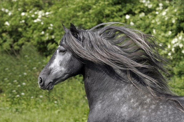 Andalusian, Andalusian horse