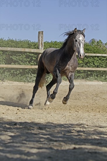 Andalusian, Andalusian horse, Antequera, Andalusia, Spain, Europe