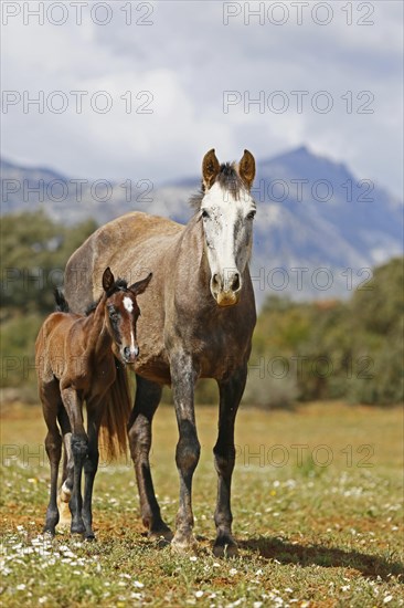 Andalusian, Andalusian horse, Antequera, Andalusia, Spain, mare with foal, Europe