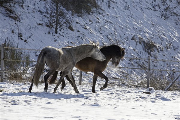 Andalusian, Andalusian horse, snow, playing