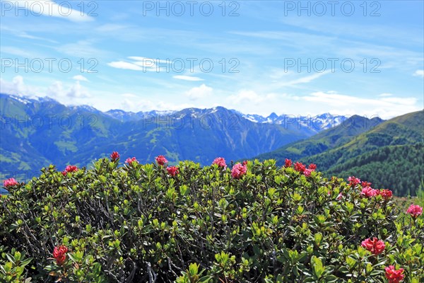 Alpine roses, Wetterkreuzhuette, Virgen, Venediger Group, Tyrol, Austria, Europe