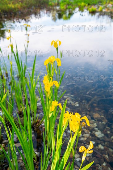 Yellow iris (Iris pseudacorus), by a pond in a natural garden, practical nature conservation, biotope for insects, amphibians and birds, swimming pond with near-natural water edge design, Germany, Europe