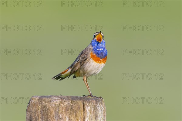 White-starred bluethroat (Luscinia svecica cyanecula), male, singing from a wooden fence post, songbird, wildlife, Ochsenmoor, Naturpark Duemmer See, Huede, Lower Saxony, Germany, Europe