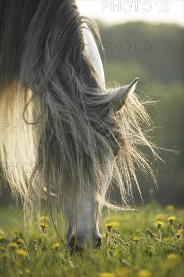 Andalusian, Andalusian horse