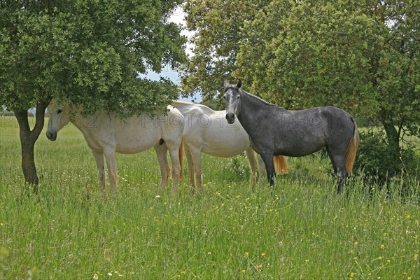 Andalusian, Andalusian horse, Antequerra, Andalusia, Spain, foal, flower meadow, Europe