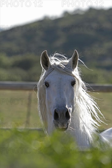 Andalusian, Andalusian horse, Antequera, Andalusia, Spain, Portrait, Europe