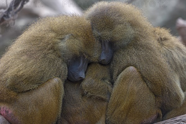 Guinea baboons, also known as sphinx baboons or guinea baboon (Papio papio), Nuremberg Zoo, Middle Franconia, Bavaria, Germany, Europe