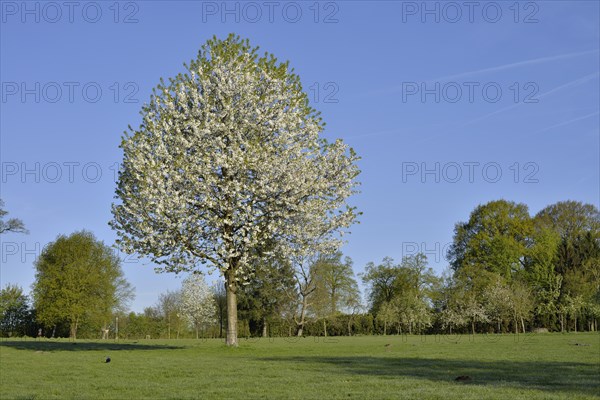 Wild cherry (Prunus avium), flowering in spring, North Rhine-Westphalia, Germany, Europe