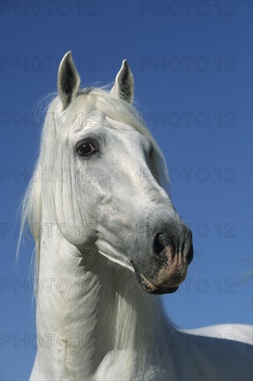 Andalusian, Andalusian horse, Antequera, Andalusia, Spain, Europe