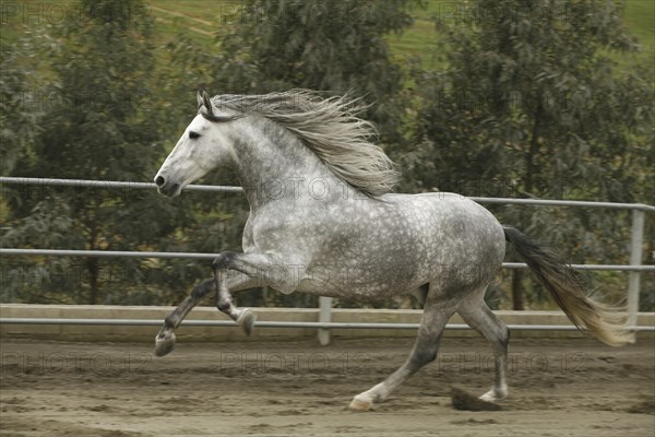 Andalusian, Andalusian horse, Antequera, Andalusia, Spain, Europe