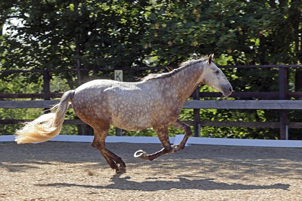 Andalusian, Andalusian horse